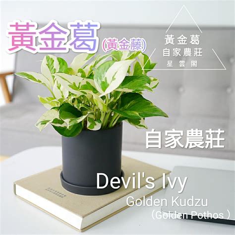 門口擋煞 盆栽|門口擋煞盆栽指南：4種化煞植物，旺運聚財 